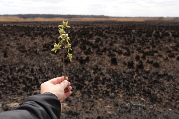 male hand holds a green twig on a background of burnt grass. pollution and restoration of ecology