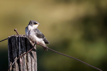 Hermosa golondrina de ceja blanca posada sobre un alambre de cerco, al lado de un poste, con la cabeza girada hacia la derecha de la fotografía. Lindo bokeh en tonos verdes, amarillos y negros.