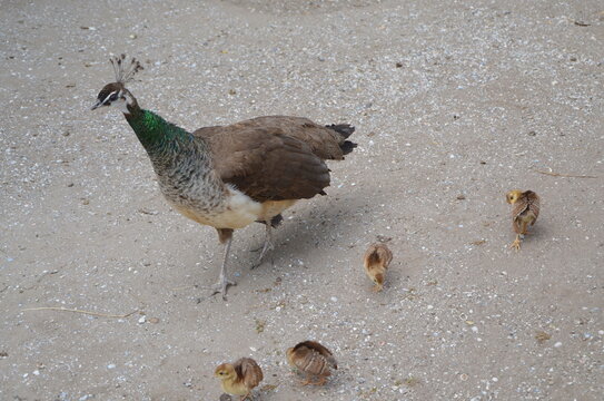 the female peacock stands on its paws and next to 4 small peacock claws, view from the front, in nature, on the ground