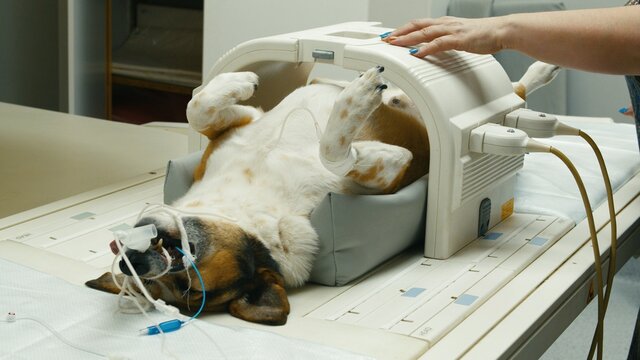 Veterinary and animal care. Doctor preparing dog to have lumbar spine MRI. High quality photo