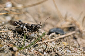 Blauflügelige Ödlandschrecke ( Oedipoda caerulescens ).