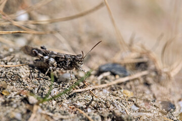 Blauflügelige Ödlandschrecke ( Oedipoda caerulescens ).