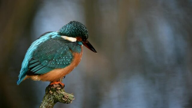 Eisvogel beobachtet Fische
