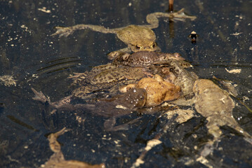Large frogs in the water of a lake