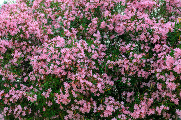 Fototapeta premium Pink oleander shrub