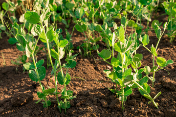 Young plant of green, vegetable peas on the soil.