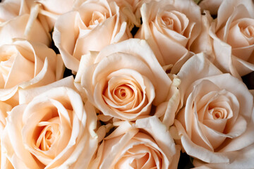 Flower wall, background of natural cream roses, natural cream roses