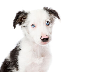 blue merle border collie puppy dog