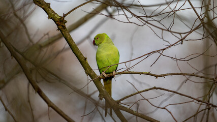 Rose ringed parakeet (collar parakeet) bird on a branch on a cloudy day