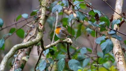 robin in the garden on a branch
