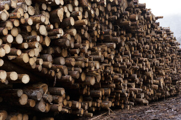 Train tracks and logs pilled up