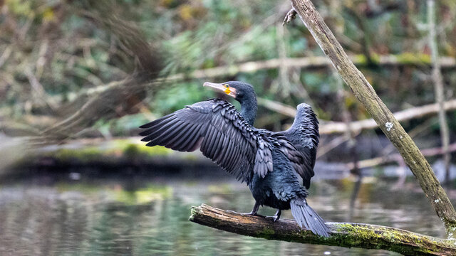 Commorant drying his feathers 