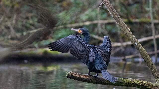 Commorant drying his feathers 
