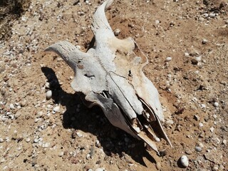 Goat scull in desert on volcano mountain