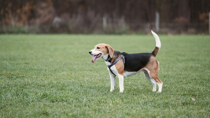 Beagle dog on a field