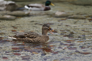 Ducks in a lake hand feeding 