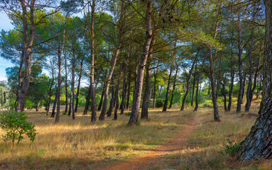 Fototapeta premium Lezignan-Corbieres forest in the South of France