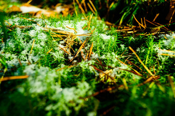 green moss on the ground