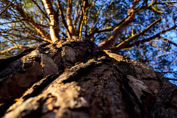 tree in the forest