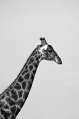 Porträt einer Giraffe im Kruger Nationalpark, Südafrika.