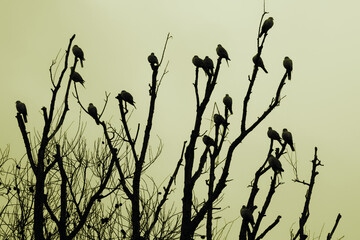 doves on a tree