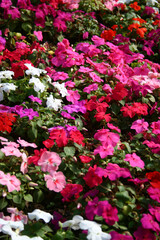 Fototapeta premium pink and white flowers