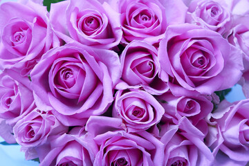 Background of beautiful lilac roses
