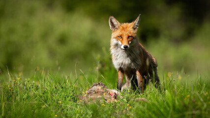 Red fox, vulpes vulpes, standing next to dead roe on meadow on sunshine. Wild mammal looking on...