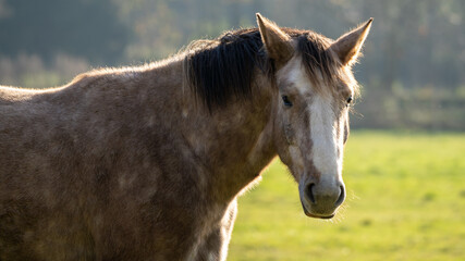 Obraz premium portrait of a horse
