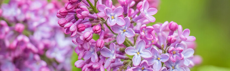 Naklejka na ściany i meble Fresh lilac flowers macro.