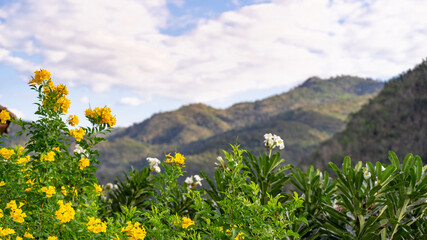 Picture of yellow flowers and behind a beautiful mountain and sky view.