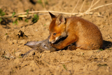 Cute red fox, vulpes vulpes, cub sitting on the ground and sniffing dead rabbit in spring nature. Young wild animal near its prey lying down on the ground illuminated by morning sun.
