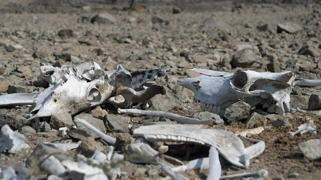Skull and Bones of Dead Animals on Desert Ground. Cow Carcass in the Sun.