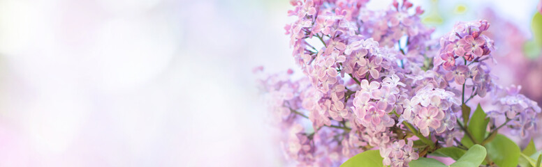 Beautiful nature spring background with lilac flowers.