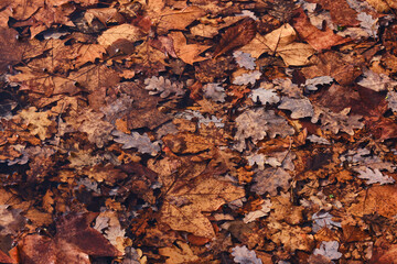 Tapis de feuilles de chêne dans un étang sous l'eau