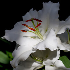 Beautiful closeup of Stargazer Lily, white petals highlighted by natural sunlight. 