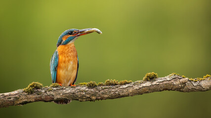 Female common kingfisher, alcedo atthis, holding a fish in beak in green spring nature with copy space. Wild bird with orange and blue feathers perched on branch.