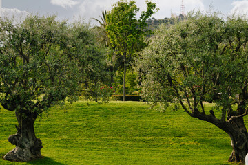 Selective Focus - Two olive trees with the beautiful garden and roses in the background