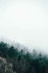 Niebla espesa