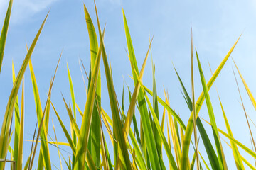 Obraz premium Yellow-green stems of grass against a bright blue sky. Abstract background.
