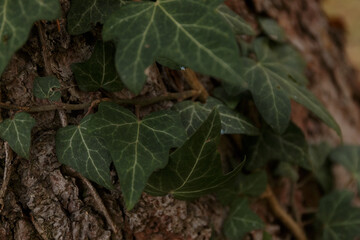 Plants and close up of leaves