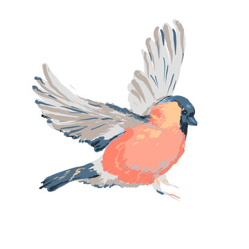 Vector beautiful realistic illustration of bird bullfinch. A cute, colorful rand detailed winter bird Isolated on white background. Christmas design element. Christmas robin bird