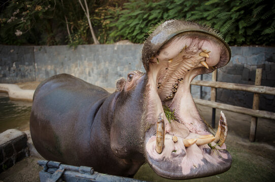ZOO METROPOLITANO DE SANTIAGO DE CHILE