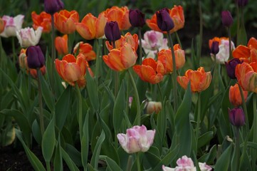 Multicolored tulips on a flowerbed among green leaves.