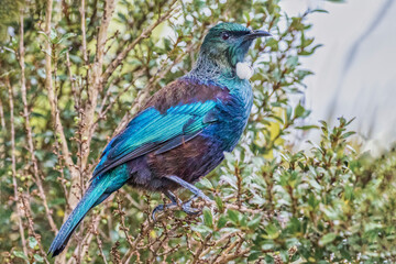 New Zealand Tui in the rain