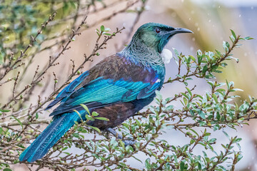 NZ Tui in the rain
