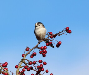 Long Tailed Tit on hawthorne