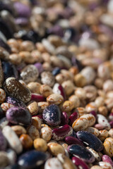 Shelled ripe seeds of kidney bean on heap. Pile of dry raw seeds of haricot (Phaseolus vulgaris) as natural background. Macro close-up. Organic farming, healthy food, BIO viands, back to nature.