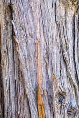 Bark of Drooping Juniper (Juniperus flaccida)