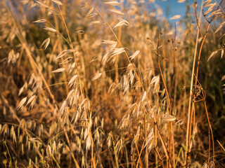 wheat branches in the field under the golden summer sun